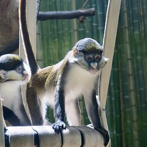 Schmidt's Red-Tailed Monkey (Cercopithecus ascanius schmidti)