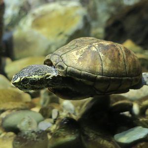 Striped Mud Turtle (Kinosternon baurii)