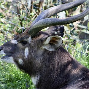 Sitatunga (Tragelaphus spekii)