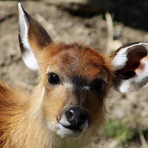 Sitatunga (Tragelaphus spekii)