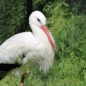 White Stork (Ciconia ciconia)