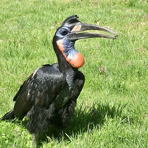 Abyssinian Ground Hornbill (Bucorvus abyssinicus)