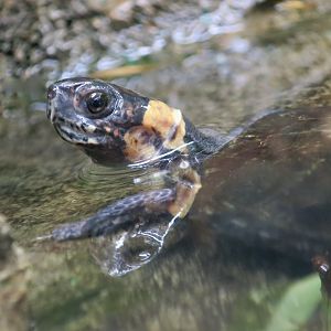 Bog Turtle (Glyptemys muhlenbergii)