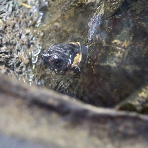 Bog Turtle (Glyptemys muhlenbergii)