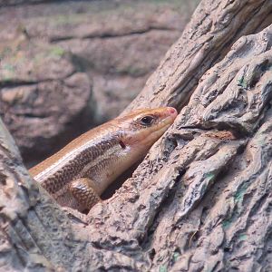 Broad-Headed Skink (Plestiodon laticeps)
