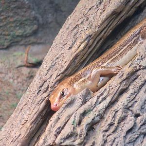 Broad-Headed Skink (Plestiodon laticeps)