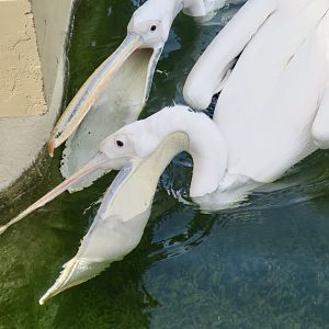 Great White Pelican (Pelecanus onocrotalus)
