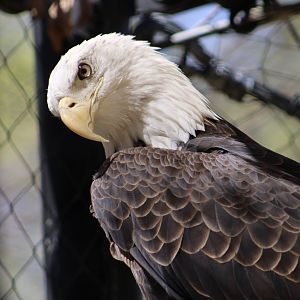 Bald Eagle (Haliaeetus leucocephalus)