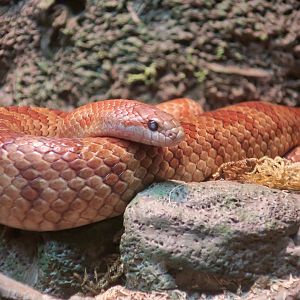 Mole Kingsnake (Lampropeltis rhombomaculata)