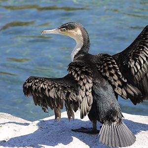 White-Breasted Cormorant (Phalacrocorax lucidus)