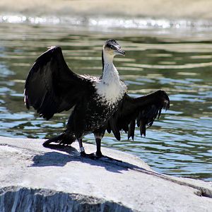 White-Breasted Cormorant (Phalacrocorax lucidus)