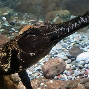 West African Slender-Snouted Crocodile (Mecistops cataphractus) "Baron"