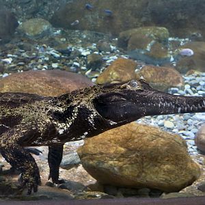 West African Slender-Snouted Crocodile (Mecistops cataphractus) "Baron"