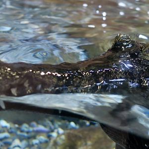 West African Slender-Snouted Crocodile (Mecistops cataphractus) "Baron"
