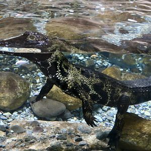 West African Slender-Snouted Crocodile (Mecistops cataphractus) "Baron"