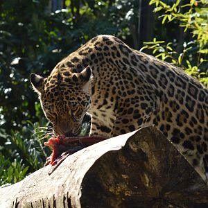 Jaguar feeding, 4/4/23