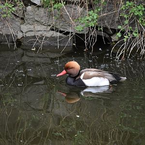Red-crested Pochard（Netta rufina）