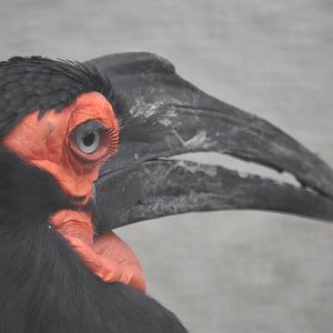 southern ground hornbill (Bucorvus leadbeateri）