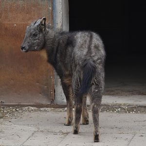 Chinese goral (Naemorhedus griseus)