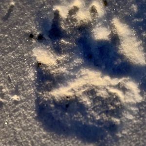 Brown Bear Track (front)