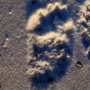 Brown Bear Track (rear)