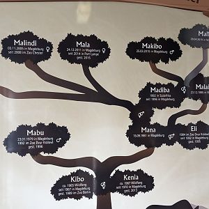 Rhino Family Tree
