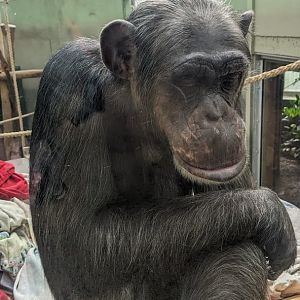 Common Chimpanzee