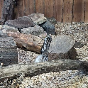 Grandidier's Vontsira