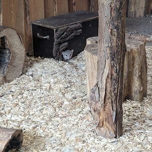 Grandidier's Vontsira