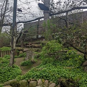 Siberian Eagle-owl Aviary