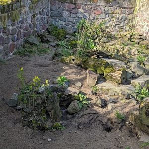 Marbled Polecat Enclsoure