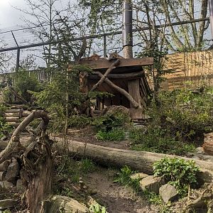 Carpathian Lynx Enclosure