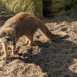Yellow Mongoose