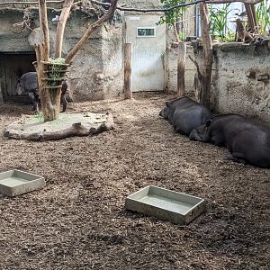 Tapir Indoor Enclosure
