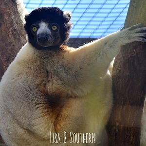 crowned sifaka