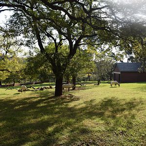 Arabian Oryx Yard (Oryx leucoryx)