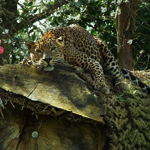 Sri-Lankan Leopard, Banham Zoological Gardens