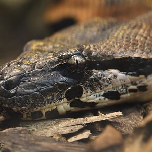 Madagascar ground boa (Acrantophis madagascariensis)