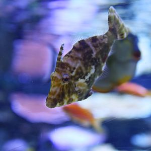 Acreichthys tomentosus