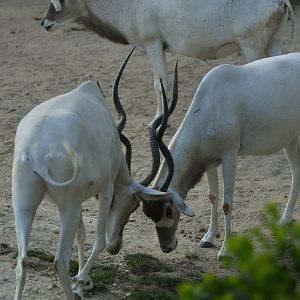 Addax (Addax nasomaculatus)