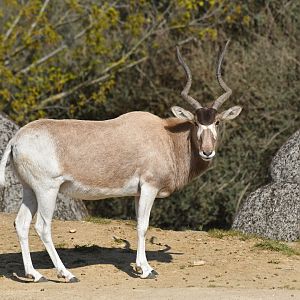 Addax (Addax nasomaculatus)
