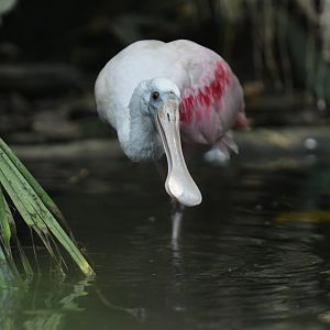 Roseate spoonbill (Platalea ajaja)