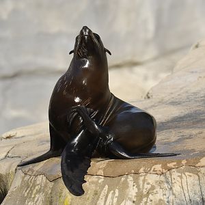 South American fur seal (Arctocephalus australis)