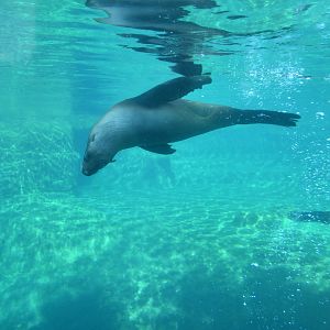 South American fur seal (Arctocephalus australis)