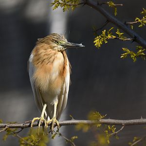 Squacco heron (Ardeola ralloides)