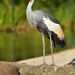 Black crowned crane (Balearica pavonina)