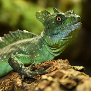Basiliscus plumifrons