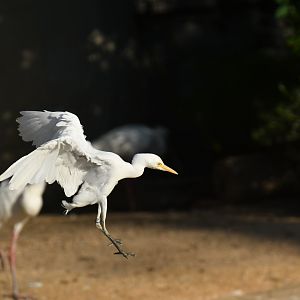 Cattle ibis (Bubulcus ibis)