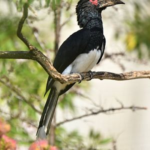 Trumpeter Hornbill (Bycanistes bucinator)
