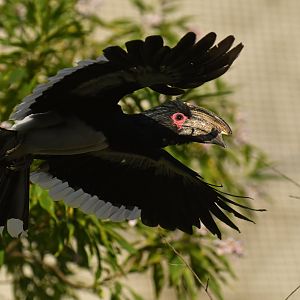 Trumpeter Hornbill (Bycanistes bucinator)